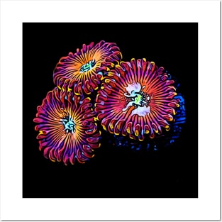 Zoanthid Posters and Art